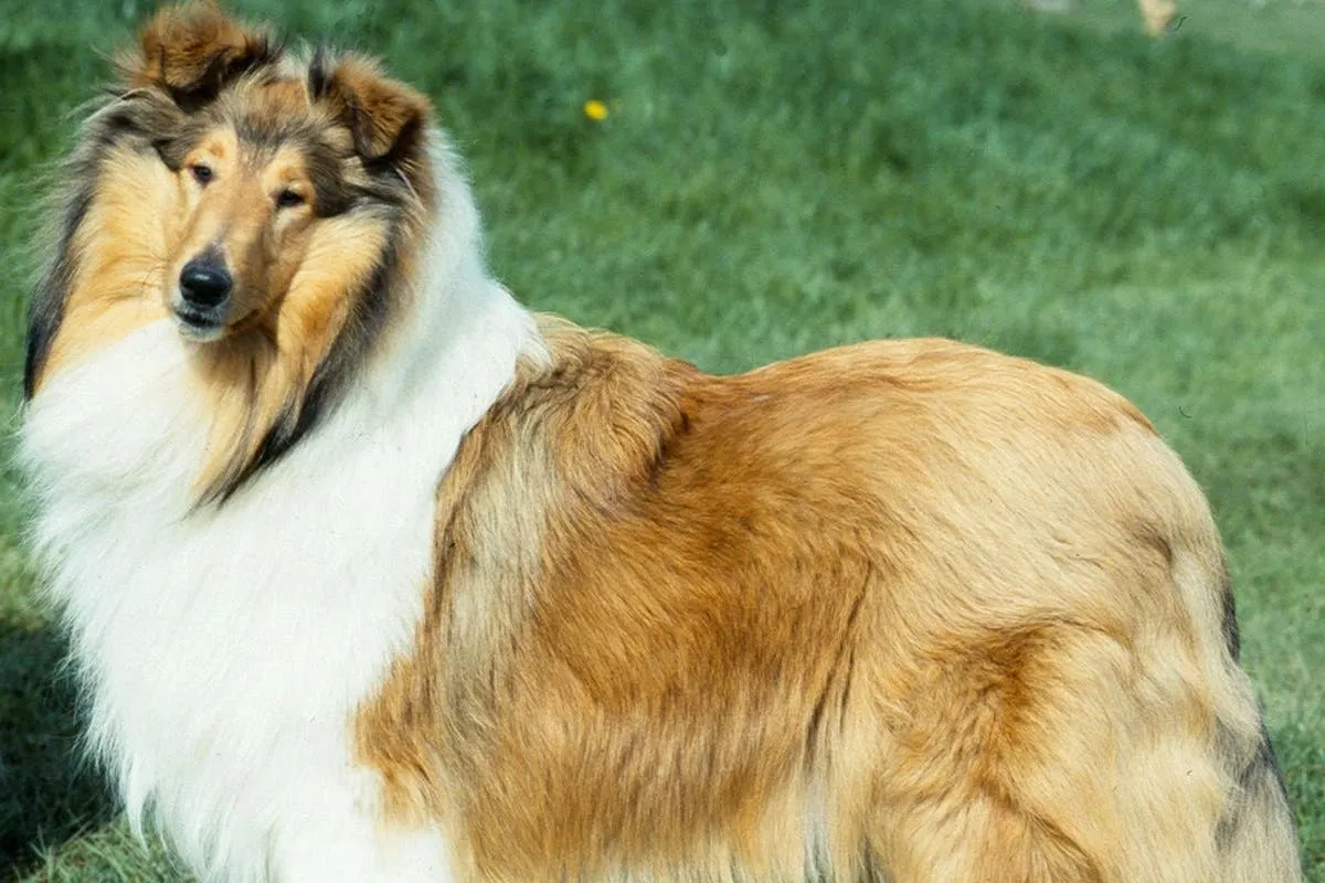 A Rough Collie dog with a thick golden and white coat standing on grass, looking attentively to the side.