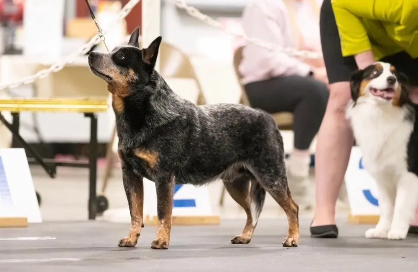 Australian Cattle Dog standing alert on a show floor with a handler and another dog in the background.