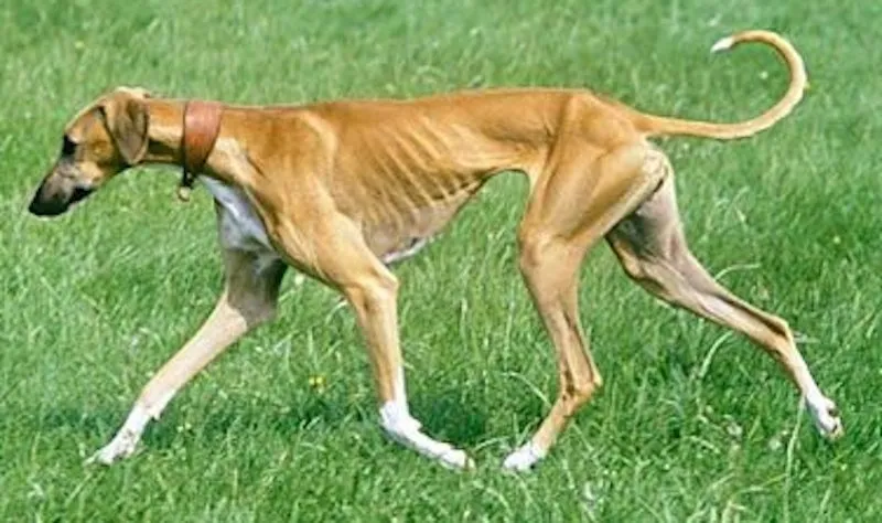 Mudhol Hound, a sleek and muscular Indian sighthound with a fawn coat, walking on grass wearing a brown collar.