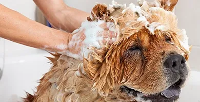 A person bathing a fluffy Chow Chow dog covered in soap suds during grooming.