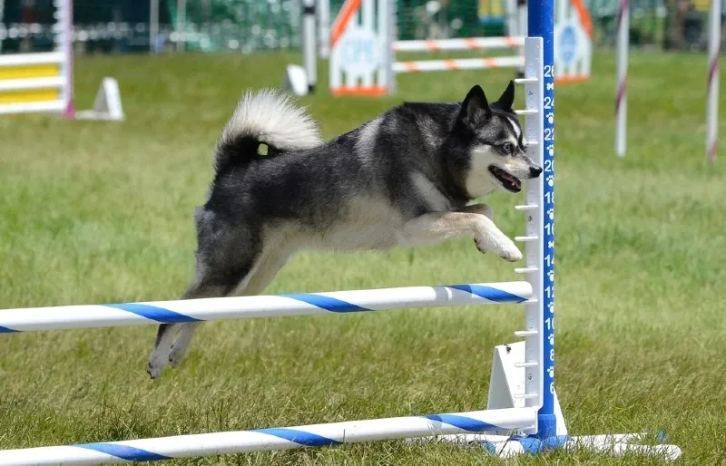 Alaskan Klee Kai dog mid-jump over an agility hurdle on a grassy field during a training session.