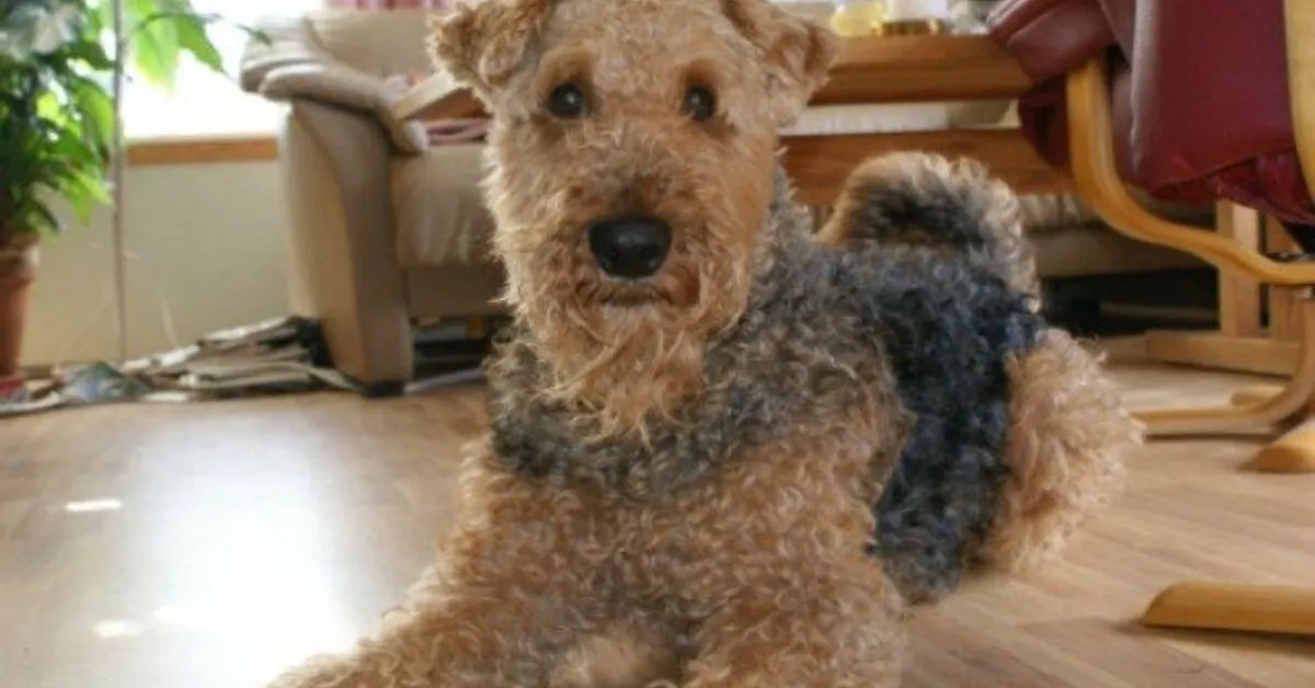 Airedoodle dog with curly brown and black fur lying on a wooden floor in a cozy living room.
