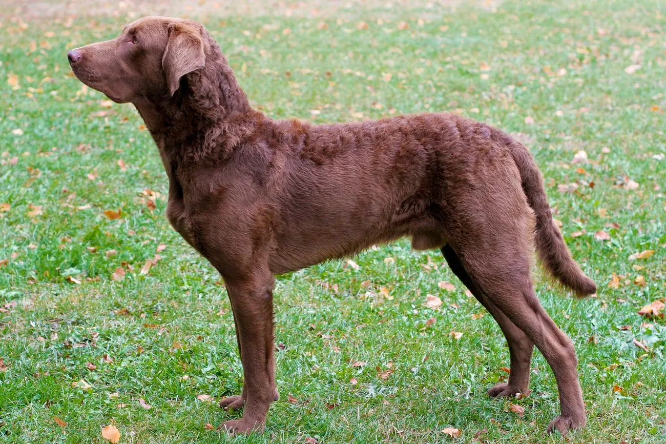 Chesapeake Bay Retriever standing on grass, showing its curly brown coat and athletic build in profile.