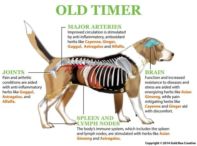 Diagram of a dog highlighting herbs that aid major arteries, joints, brain, and spleen in older dogs.