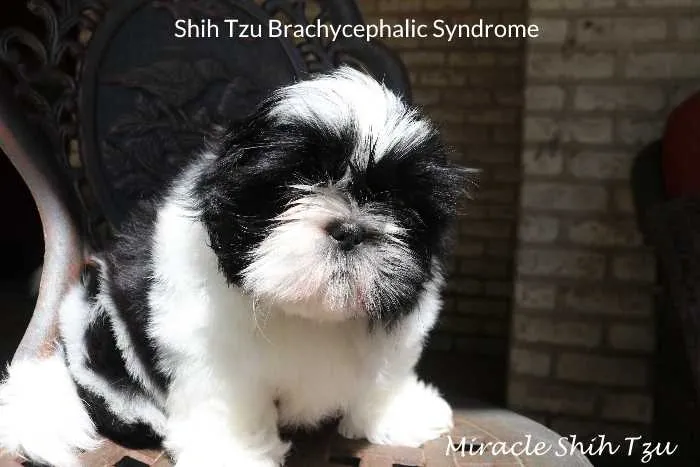 Close-up of a black and white Shih Tzu puppy illustrating brachycephalic syndrome symptoms.