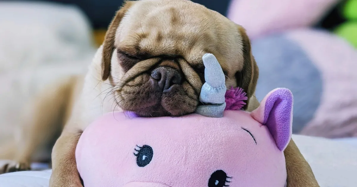 A sleepy pug resting its head on a pink unicorn plush toy, showcasing its gentle and loving nature.