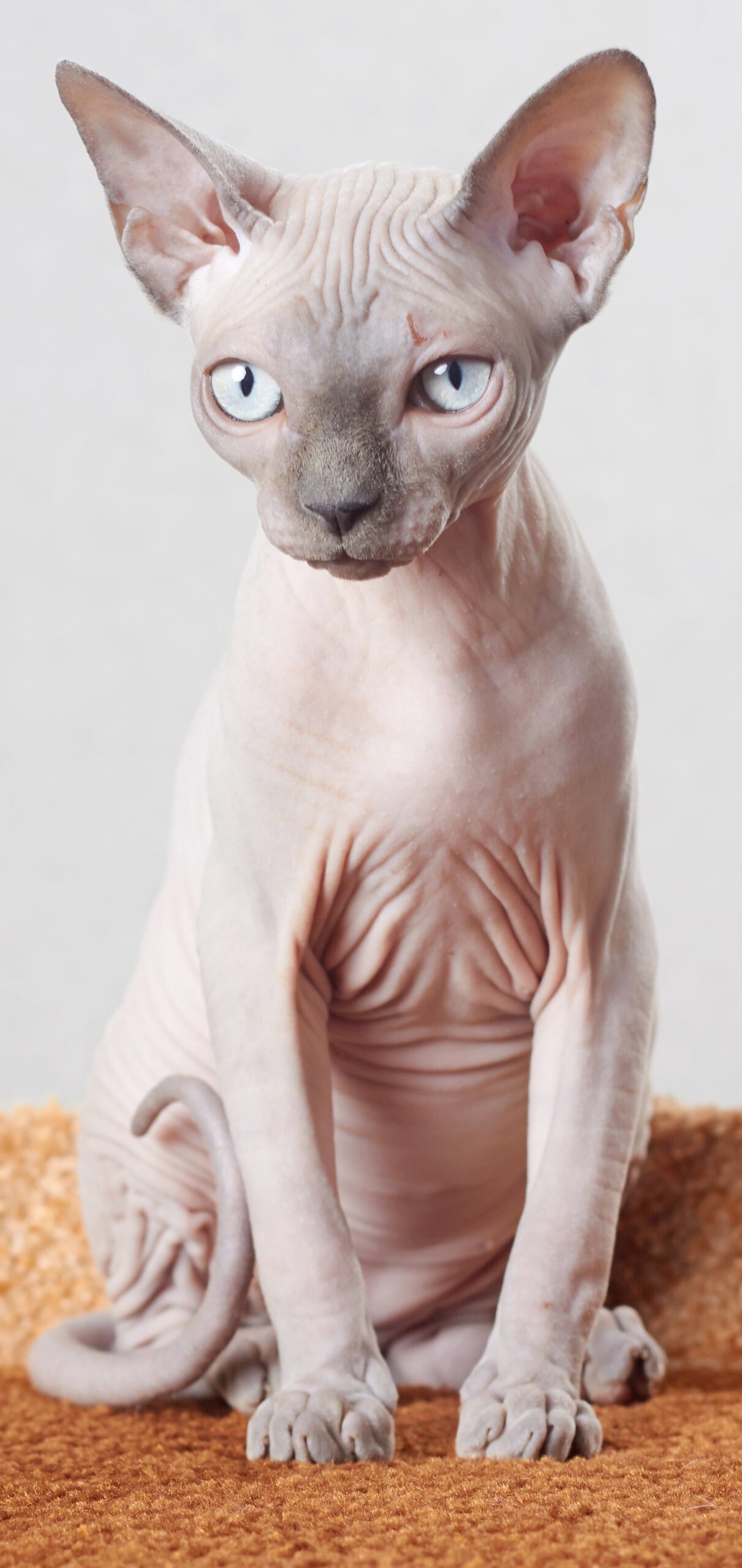sphynx cat