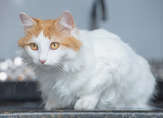 Turkish Van Cat