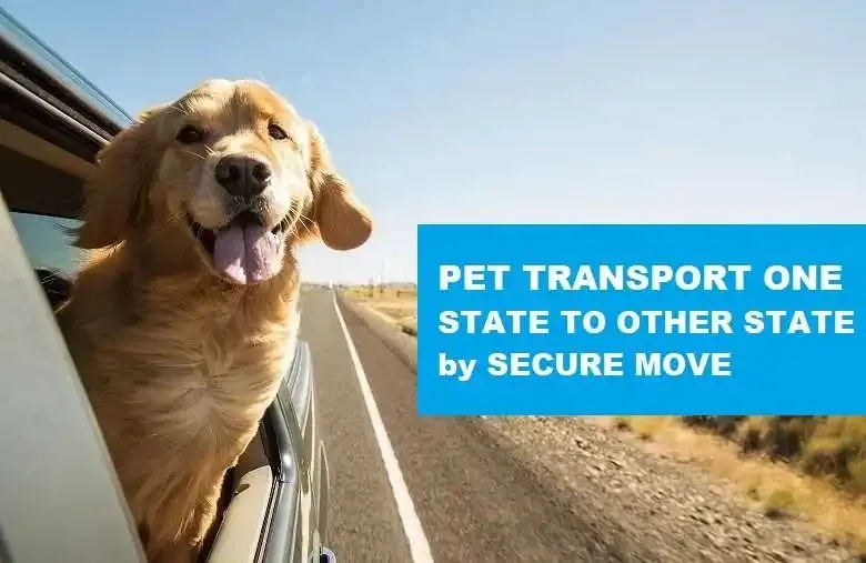 Happy golden retriever with head out car window on a road trip promoting secure pet transport between states.
