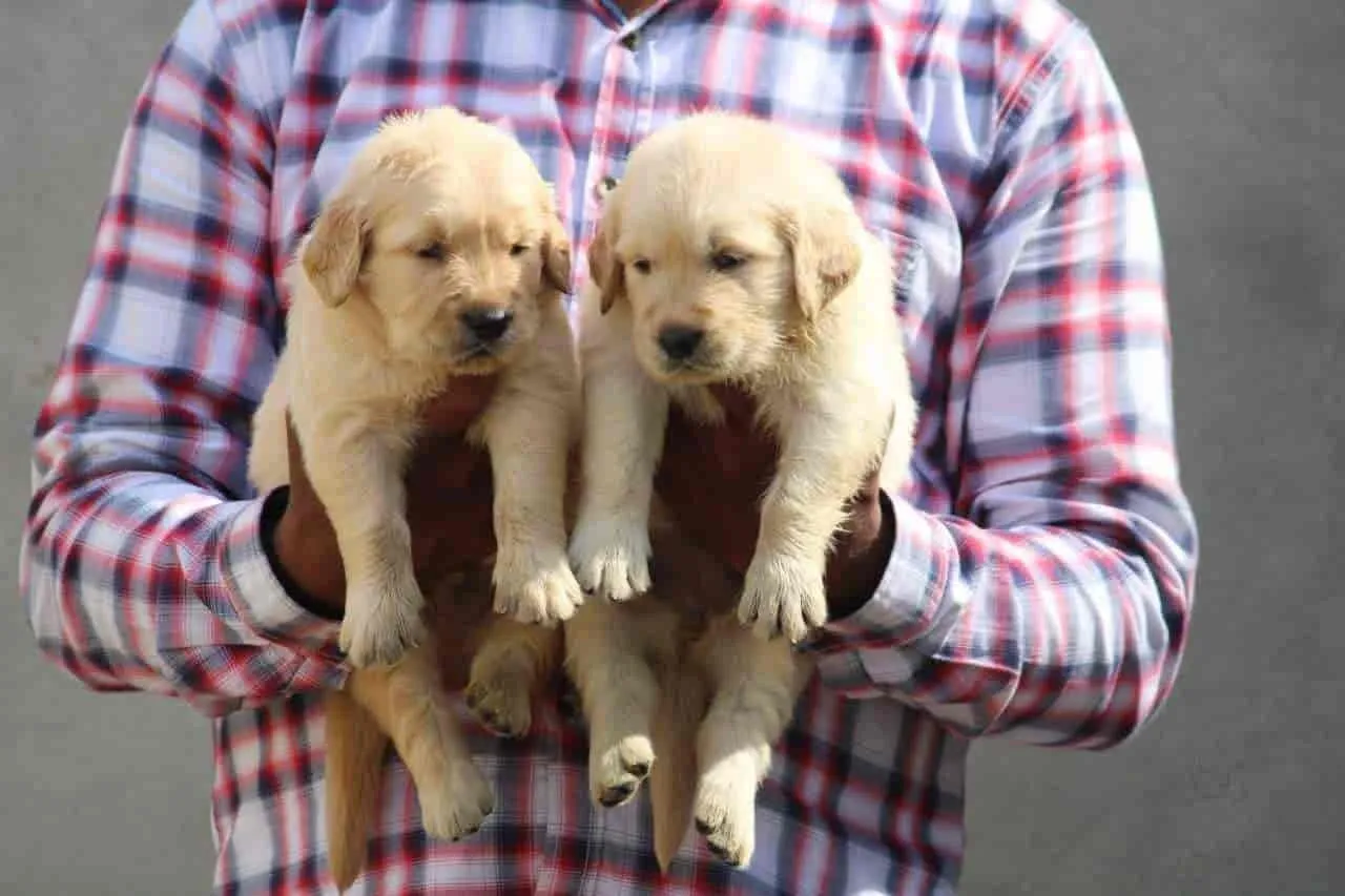 Person in plaid shirt holding two small light-colored puppies facing forward against a plain background.