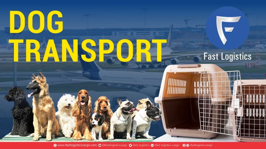 Various dog breeds sitting in front of an airplane and pet carriers with 'Dog Transport' and Fast Logistics branding