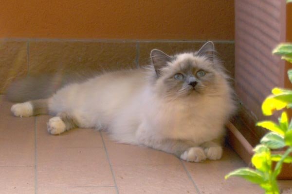 Birman Cat
