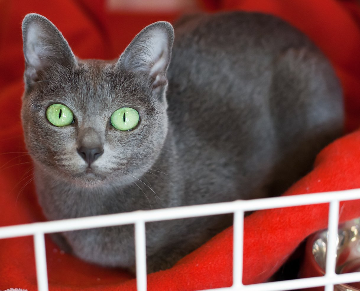 Korat Cat
