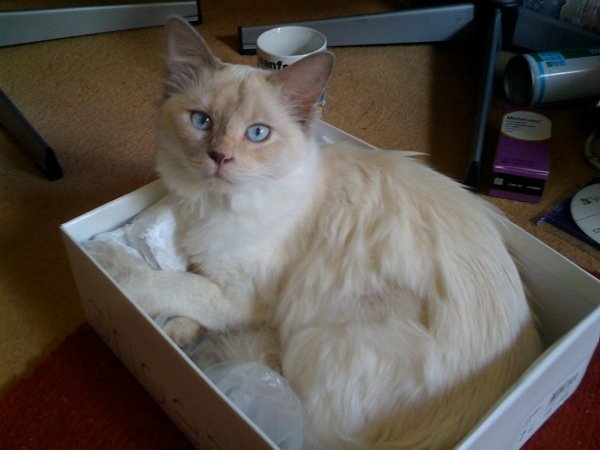 LaPerm Cat