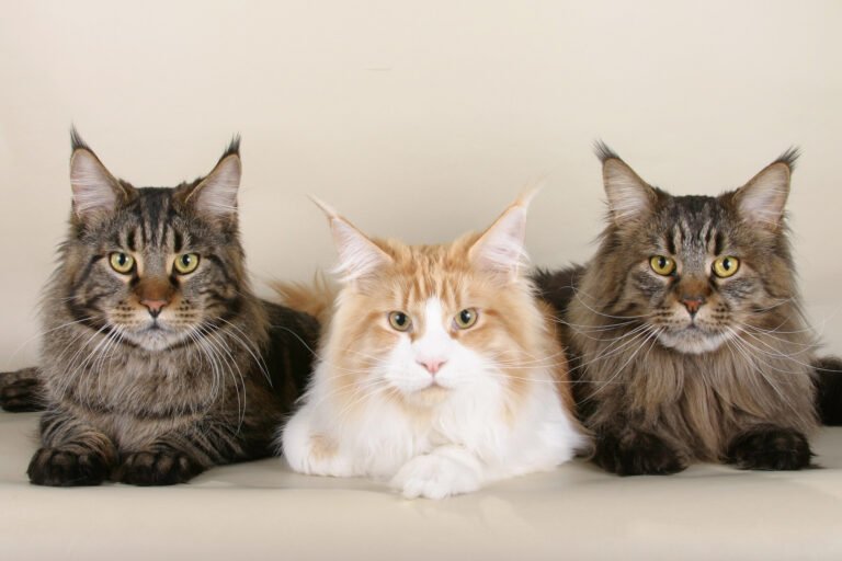 Maine Coon Cat Pets Army Maine Coon Cat Pets Army