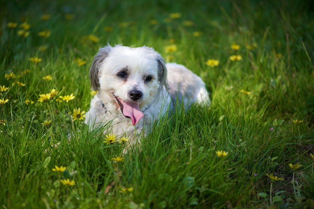 Maltese Shih Tzu