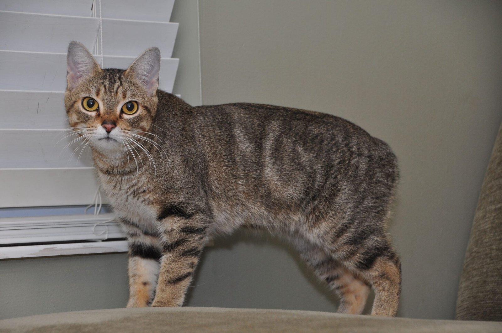 Manx Cat