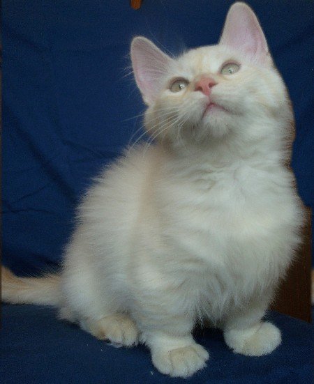 Munchkin Cat