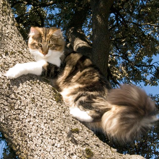 Norwegian Forest Cat