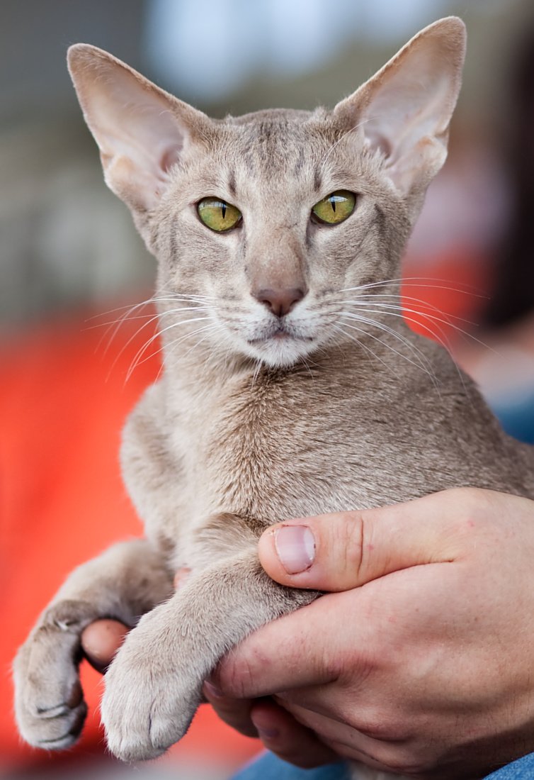 Oriental Cat