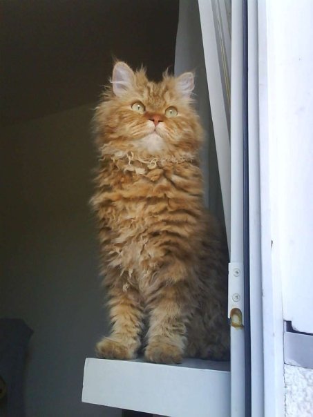 Selkirk Rex Cat
