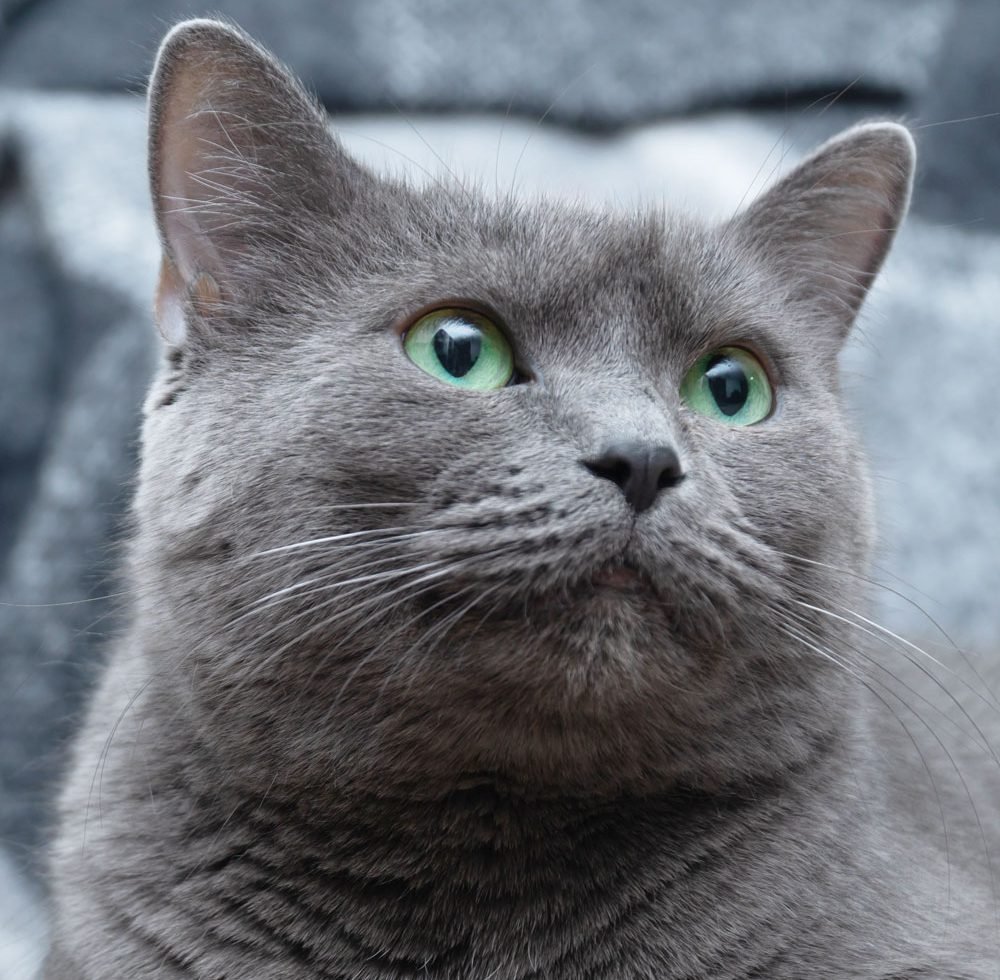 Russian Blue Cat