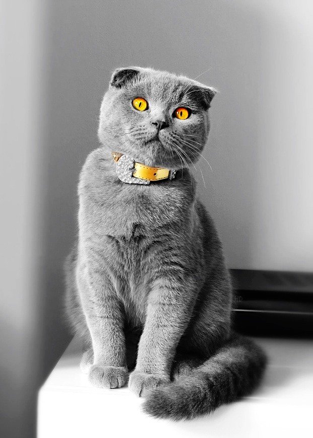 Scottish Fold Cat