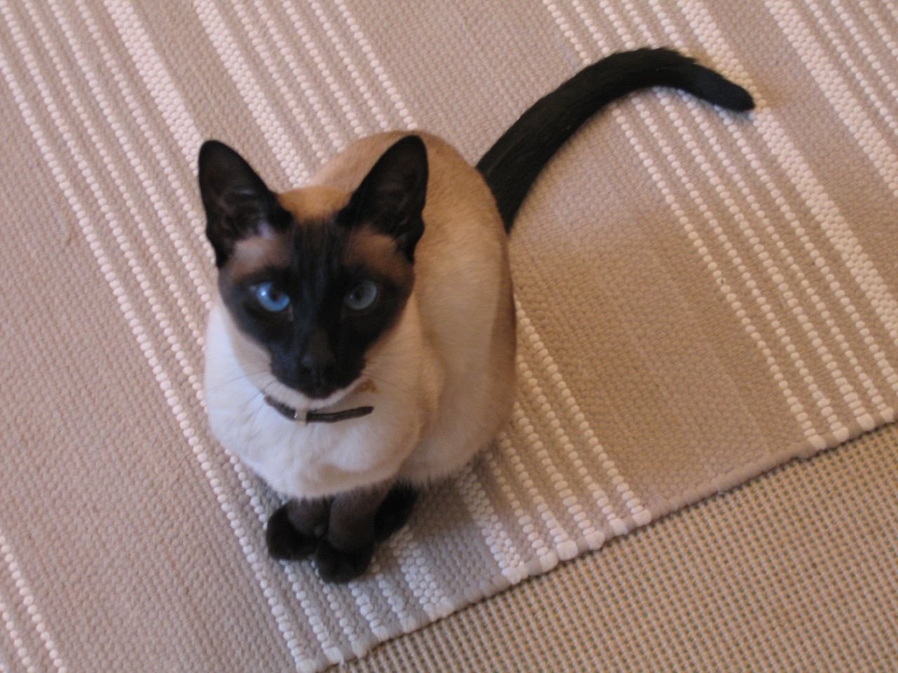 Siamese Cat