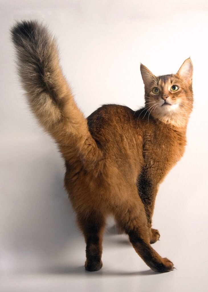 Somali Cat