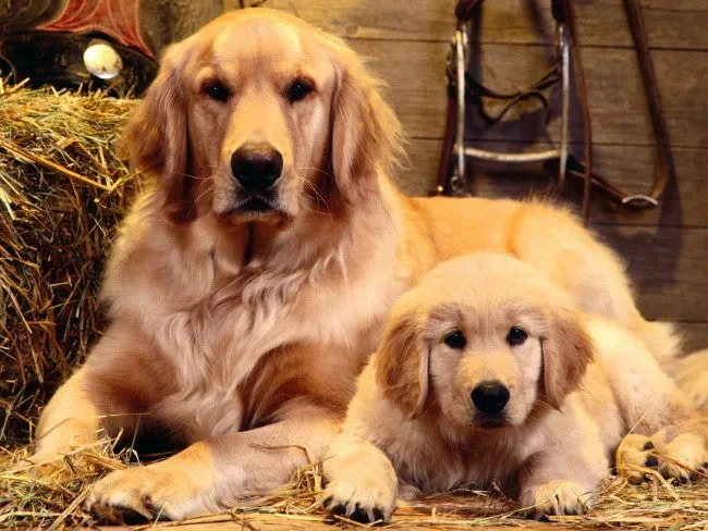 Adult Golden Retriever and puppy lying on straw in a rustic setting, showcasing popular dog breeds in India.
